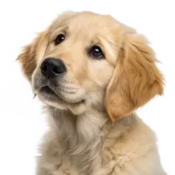 Imagen PNG para descargar